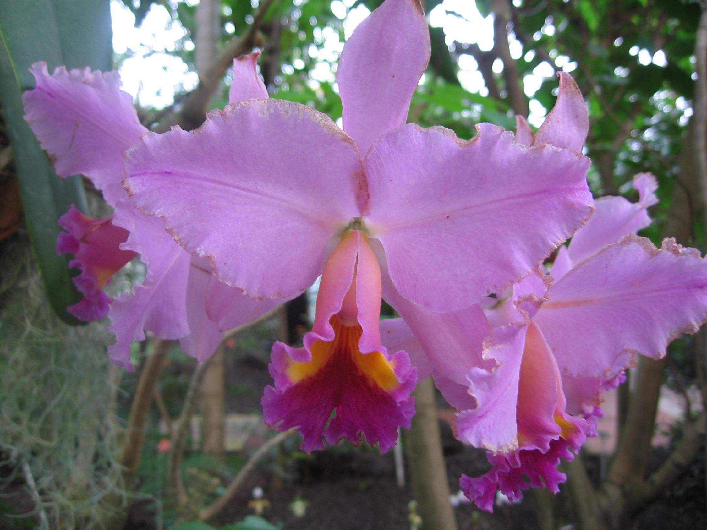 Fleurs Orchidée mauve