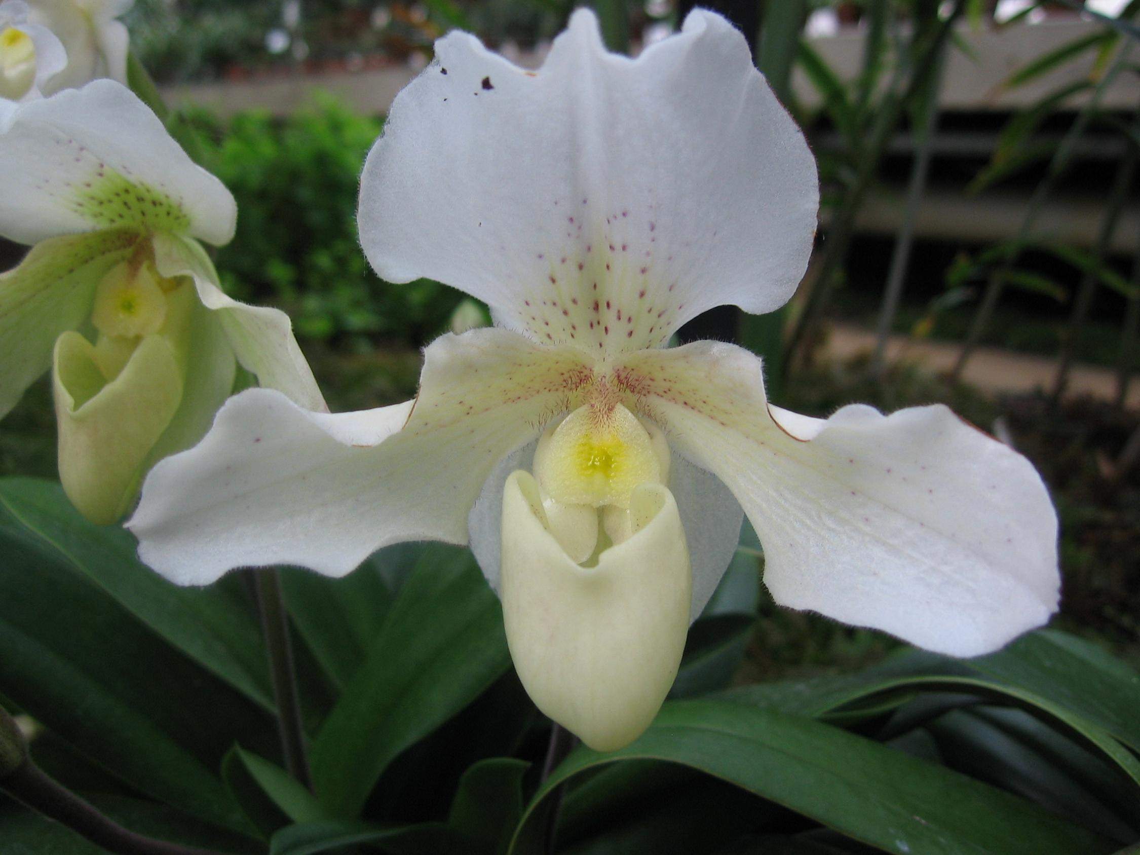 Fleurs Orchidée blanche macro