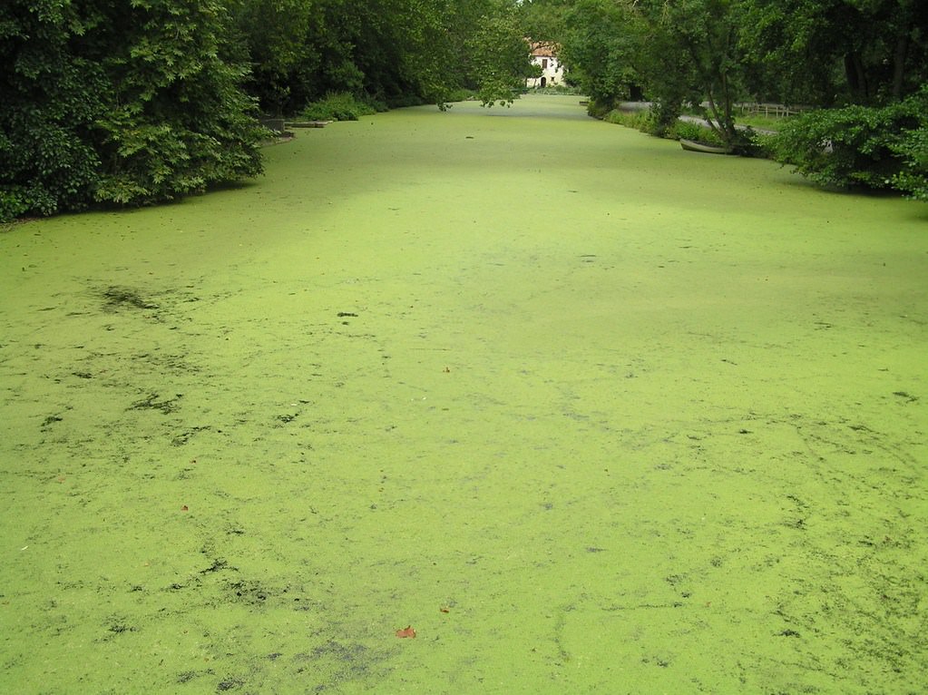 Fleuves et Rivieres Venise verte