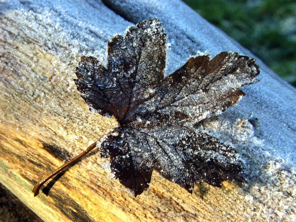 Saison hivernale Saison du givre