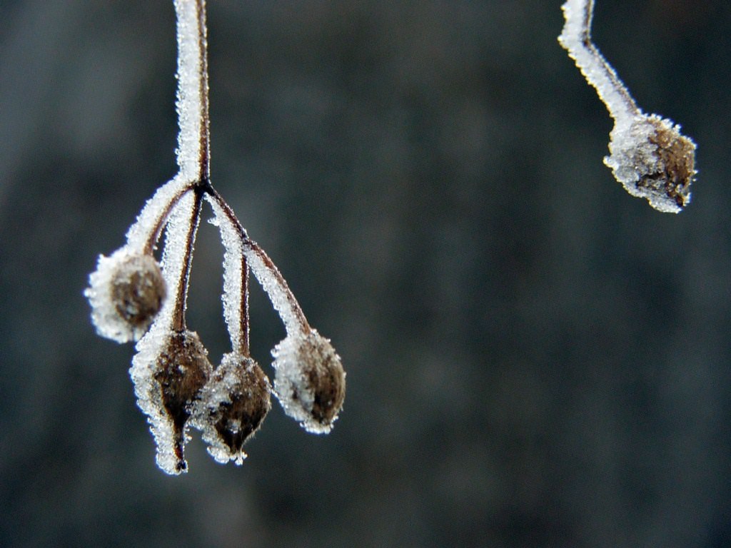 Saison hivernale Saison du givre