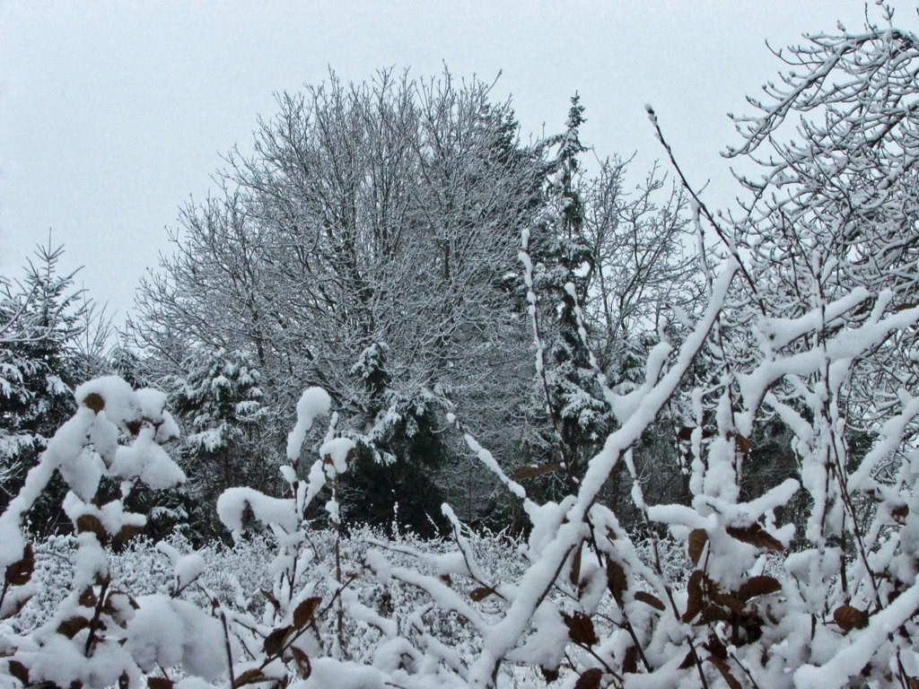 Saison hivernale Saison d'hiver