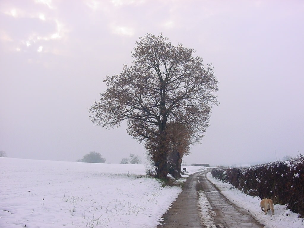 Saison hivernale promenade