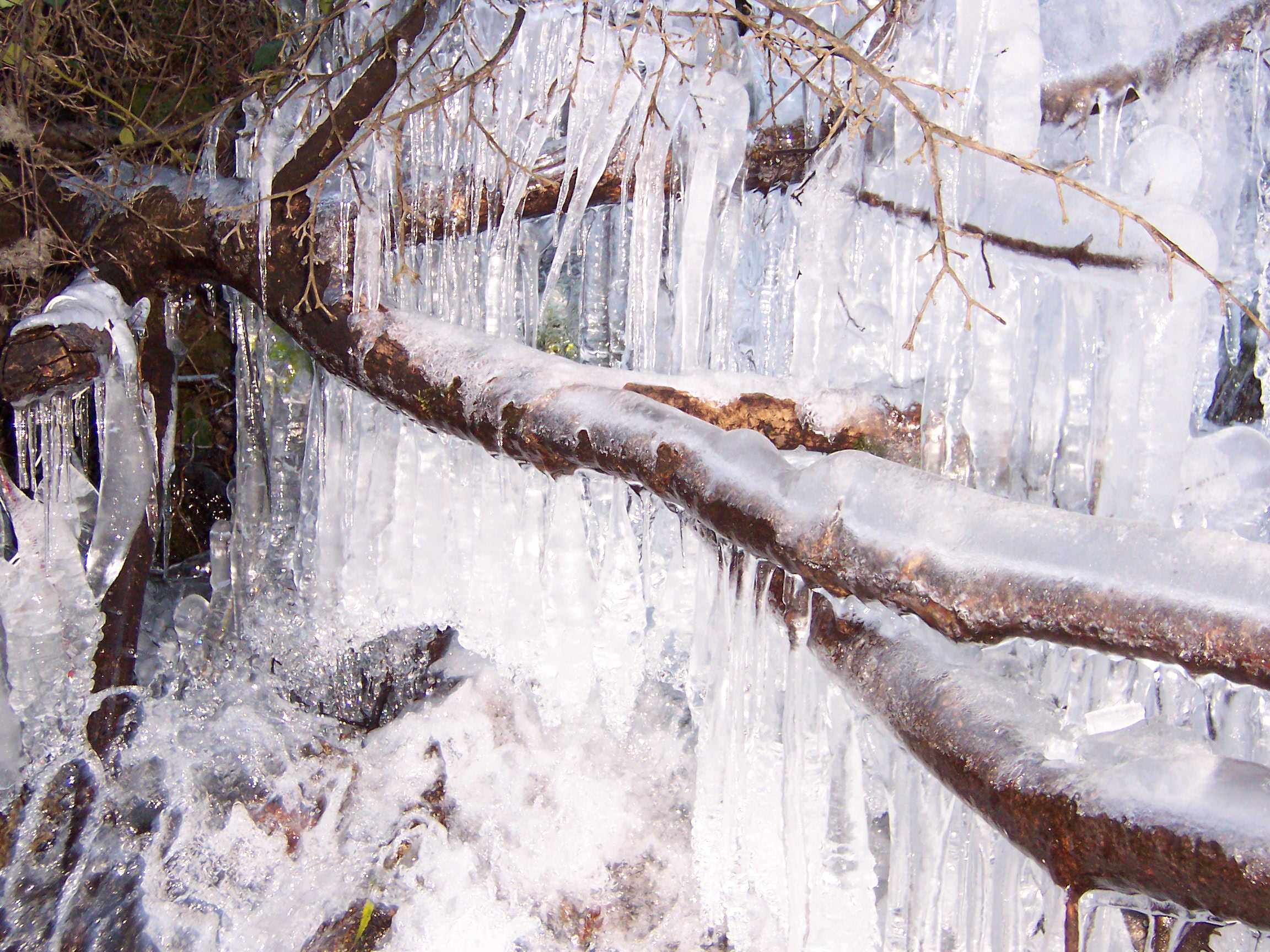 Saison hivernale Branches Gelées