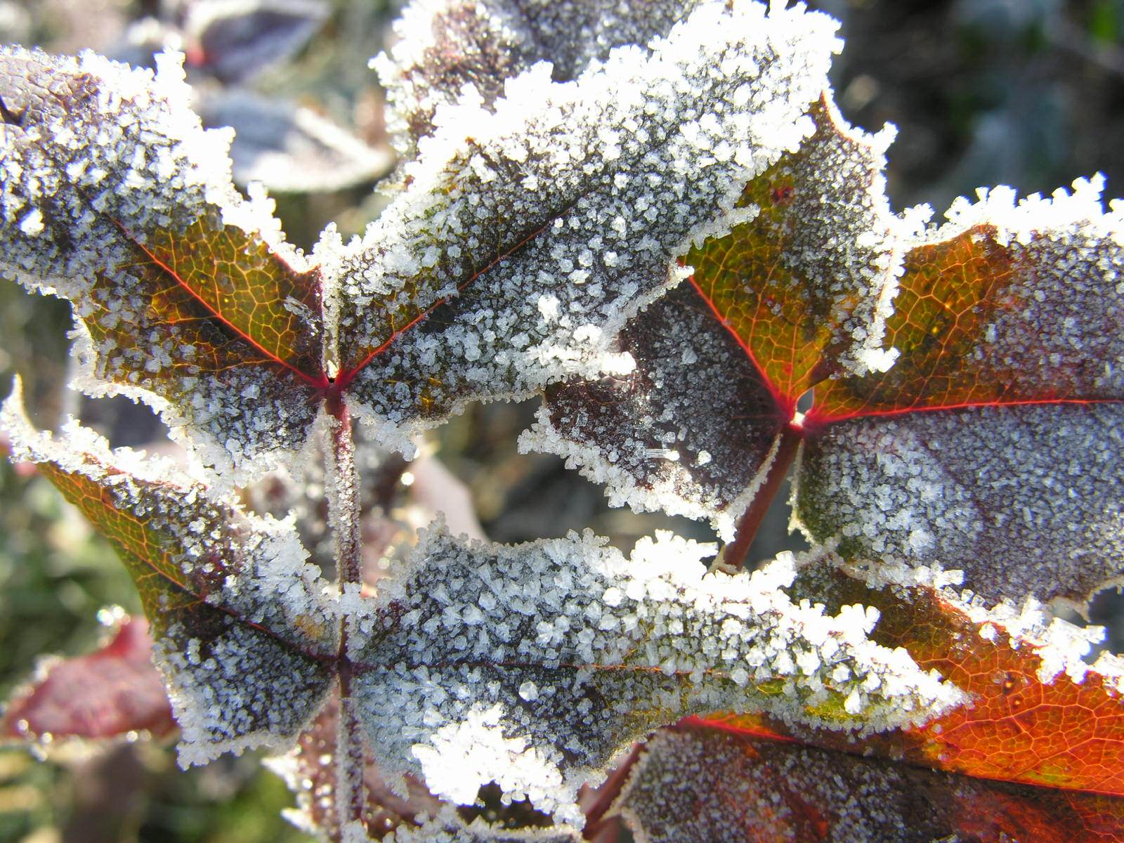 Saison hivernale Parure hivernale