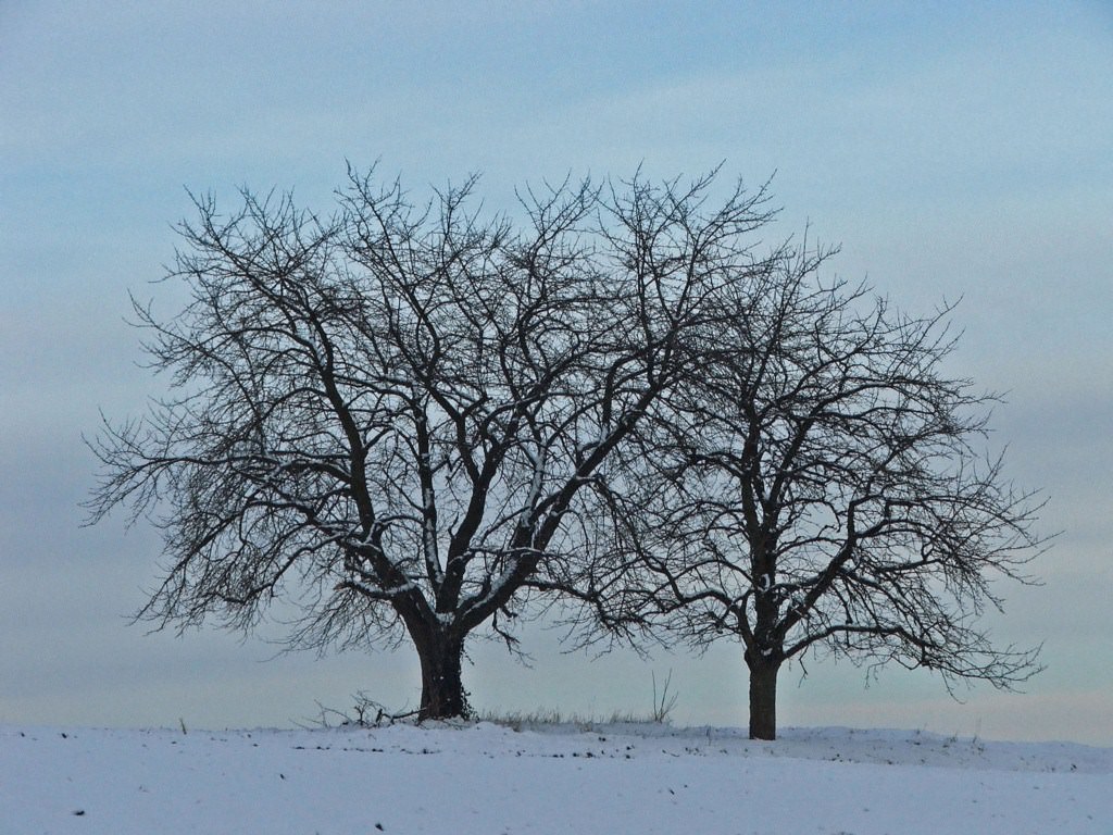 Saison hivernale Saison d'hiver