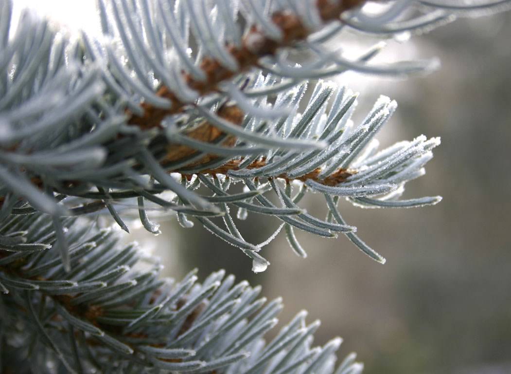 Saison hivernale Froid