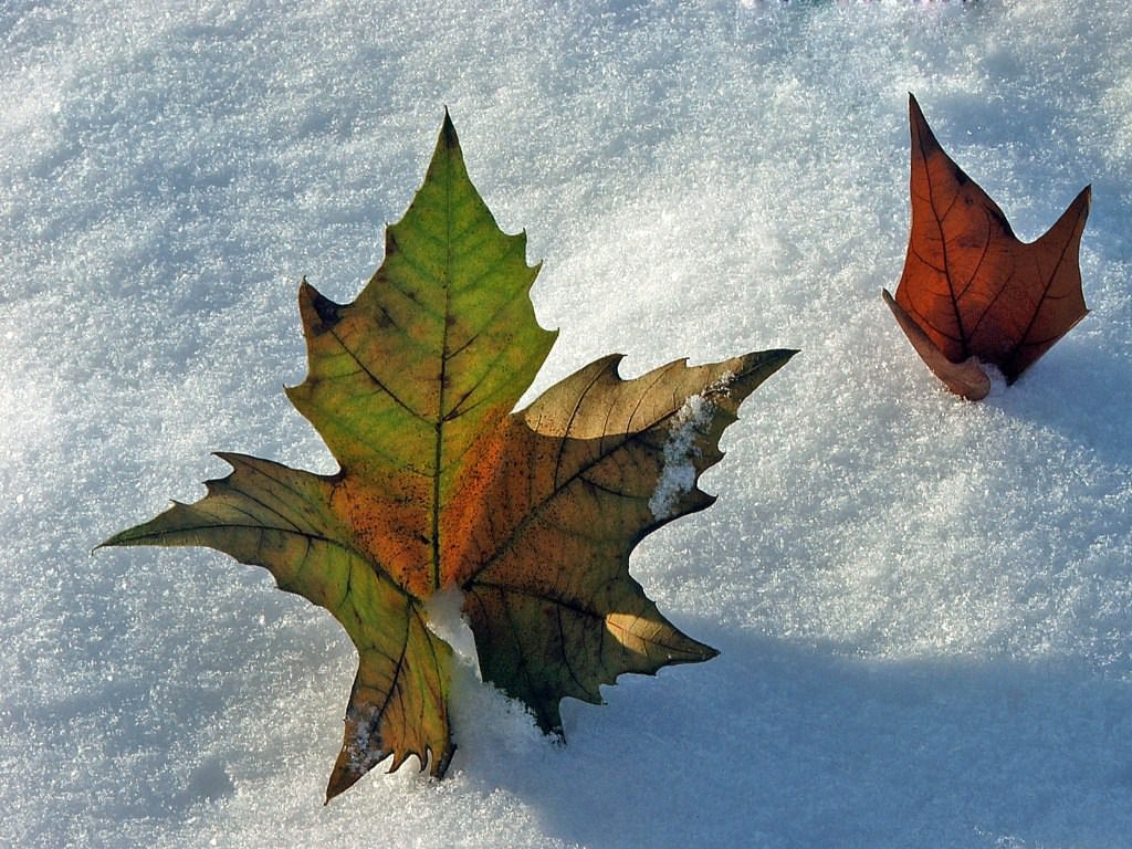 Saison hivernale Saison d'hiver