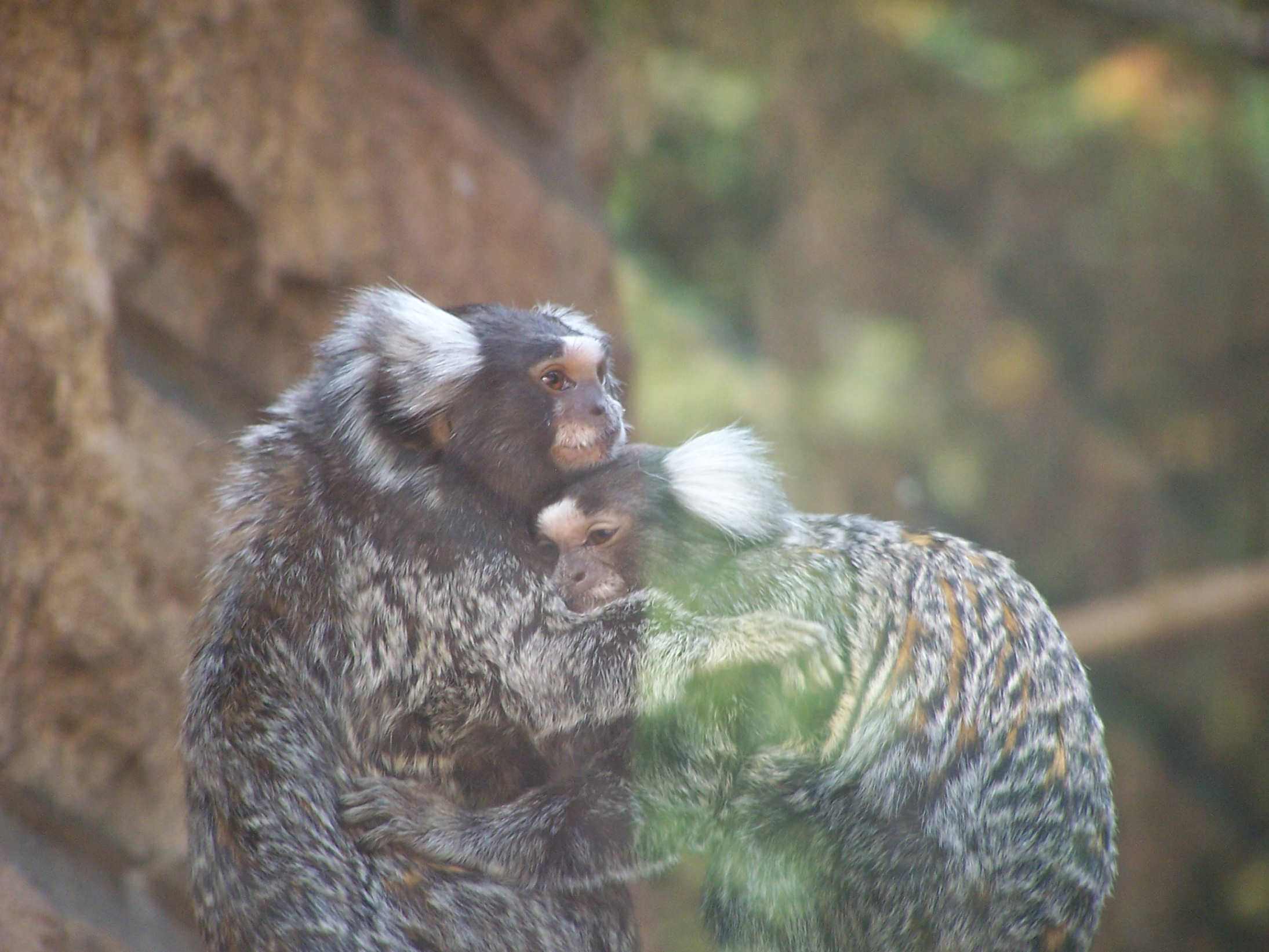 Singes Gros calin