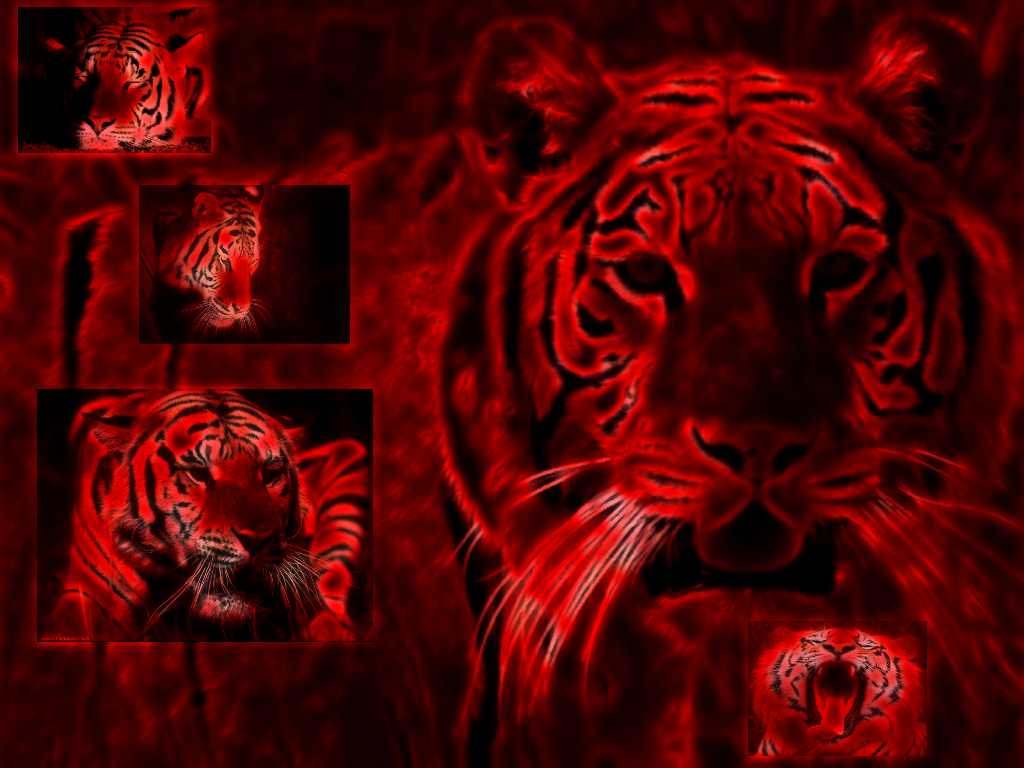 Tigres Tigre