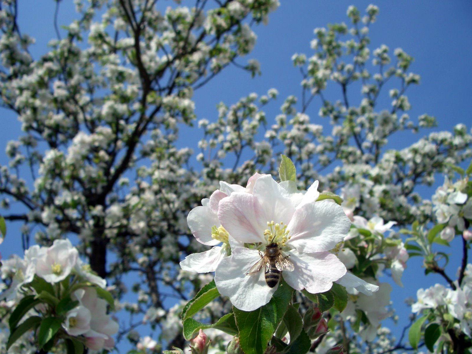 Abeilles Guepes Abeille