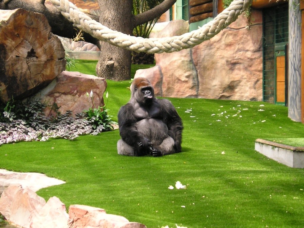 Singes ZOO ST MARTIN  LA PLAINE  LOIRE