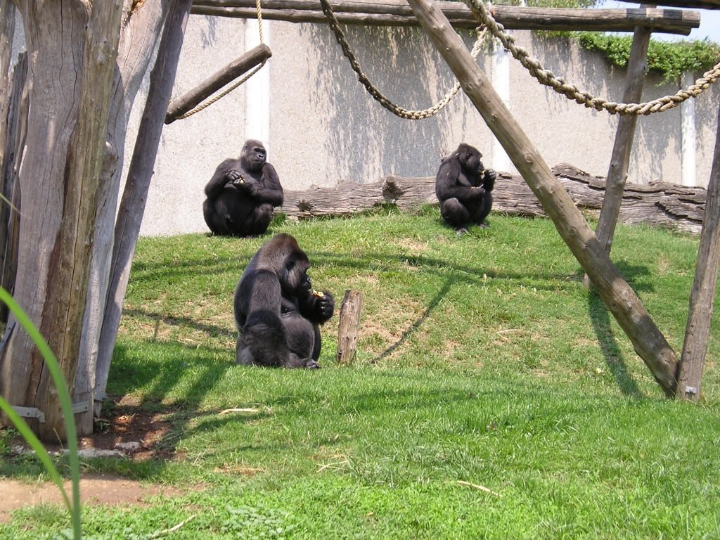 Singes ZOO DE ST MARTIN LA PLAINE  LOIRE